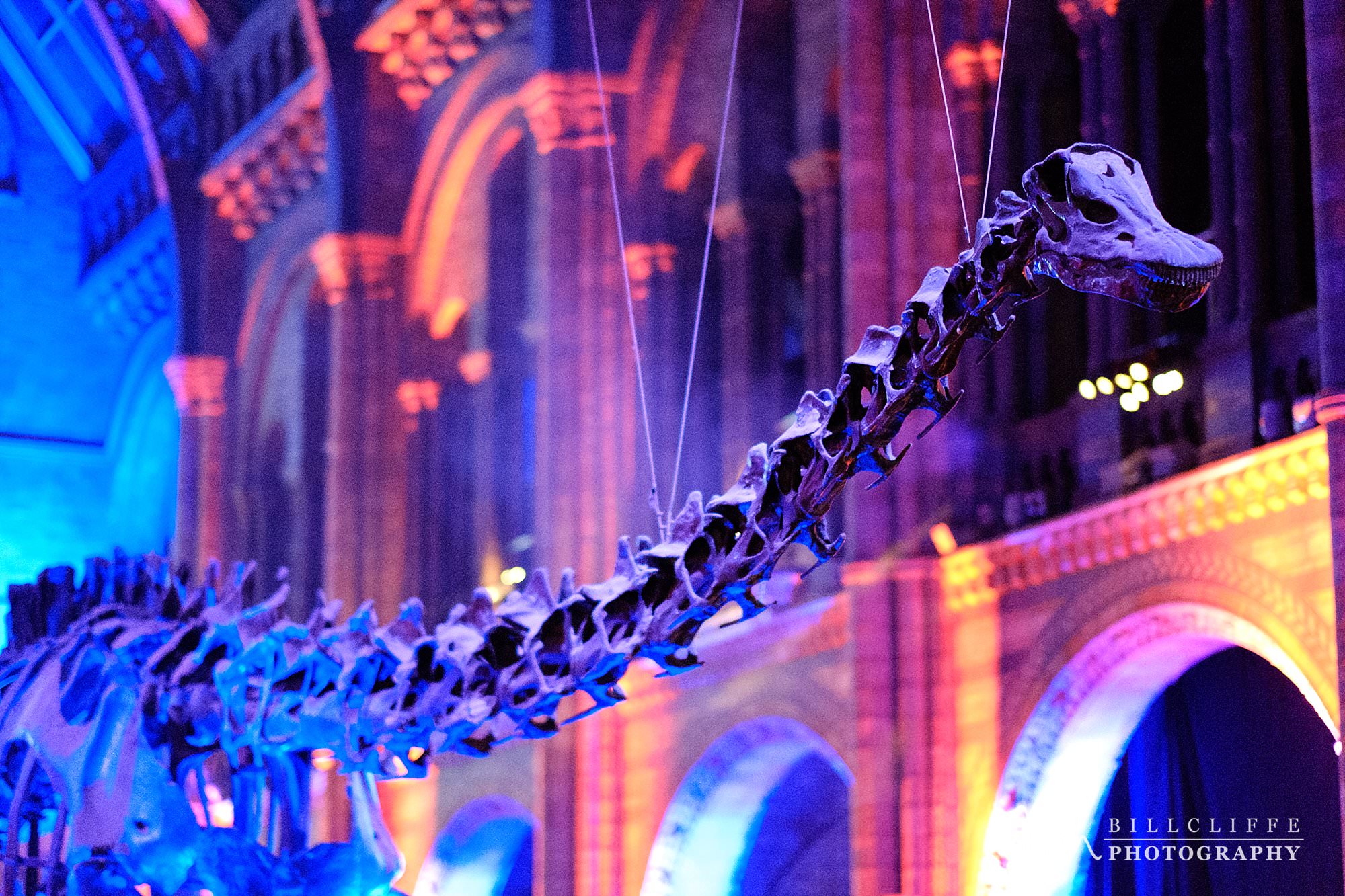 london event photographer natural history museum dippy 004 - Celebrating Dippy at The Natural History Museum